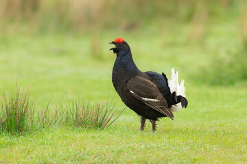 Black Grouse, Scientific name, Lyrurux tetrix.  Close up of a male black grouse, alert and callings...