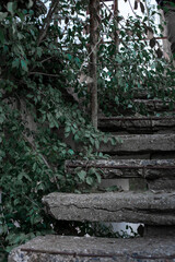 ladder in the forest