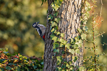 Spotted woodpecker (Dendrocopos major) perched on tree