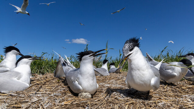 Breeding colony of Sandwich Terns (Sterna sandvicensis) sitting on eggs in Umalaid, Estonia