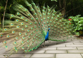 Obraz premium Blue peacock standing on hind legs, displaying vibrant green tail feathers.