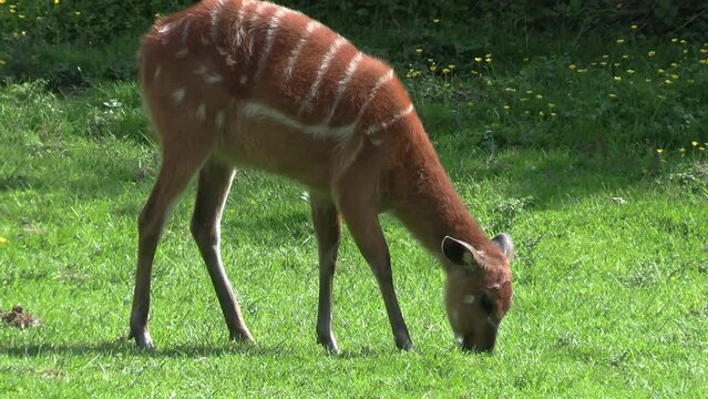 antilope sitatunga dans un parc animalier