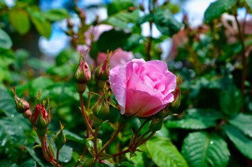 Shrub rose in a beautiful garden