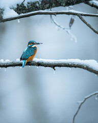 Common kingfisher perched on a snowy tree limb