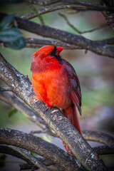 Vibrant Red cardinal perched atop a tree, showcasing its fiery orange and red plumage