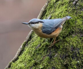 Eurasian nuthatch perched on a moss-covered tree trunk