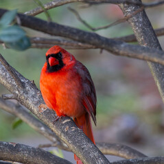 Vibrant Red cardinal perched atop a tree, showcasing its fiery orange and red plumage