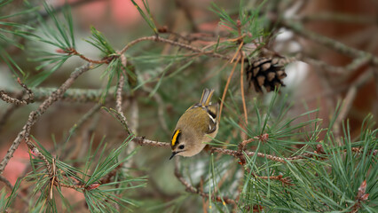 Small Yellow-headed Kinglet perches gracefully on a pine branch
