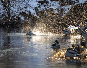 a duck splashes water as it swims through the river