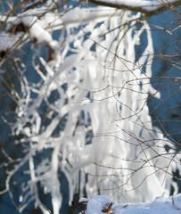 a bird is sitting in front of a bush full of ice