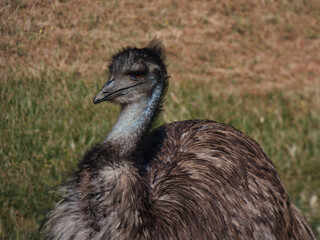 ostrich, emu, Dromaius novaehollandiae, bird, animal, large, aus