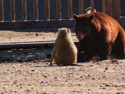 bear, brown, animal, big, baboon, masai, outdoors, wildlife, nat