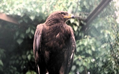 a large bird perched on a fence in the shade of trees