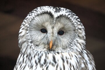 an owl sits in front of a brown background and looks into the camera