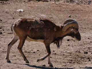 arui, maned, Ammotragus lervia, maned sheep, africa, northern, a