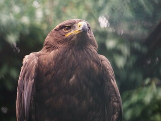 a bird perched on the top of a branch in front of green trees