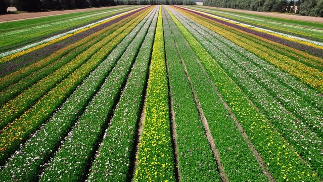 Field aerial video of Ranunculus in Kibbutz Nir Yitzhak