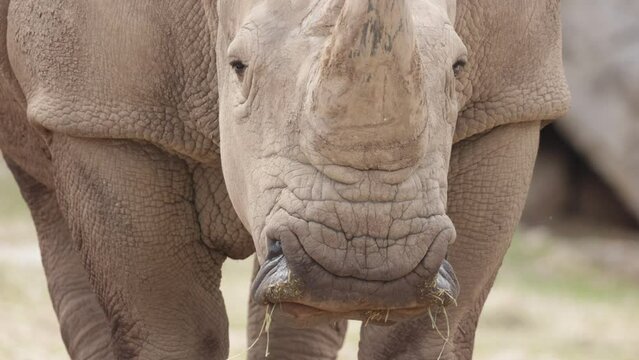 rhinoc&eacute;ros en train de manger, en gros plan.