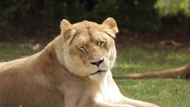 lionne allong&eacute;e dans l'herbe, en gros plan.