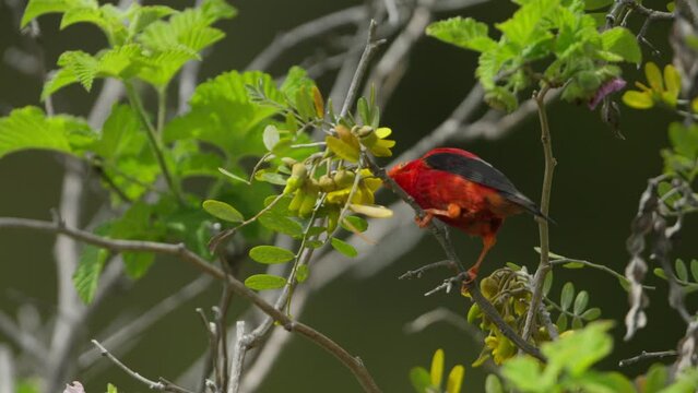 Hawaiian honeycreeper Drepanis coccinea feeding on tree flowers. Telephoto slomo