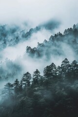 Mountains with fir trees in foggy weather.