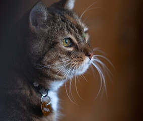 A beautiful tricolor house cat sitting indoors. Cute portrait of a pet.