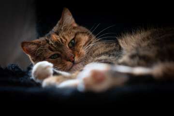 A beautiful tricolor house cat sitting indoors. Cute portrait of a pet.
