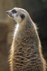 Closeup shot of a fluffy meerkat illuminated by soft sunlight