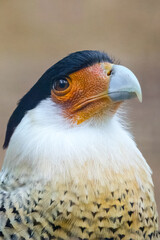 Closeup shot of a crested caracara, Caracara plancus