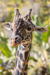 Fototapeta premium Closeup portrait of a giraffe in a sunny outdoor setting