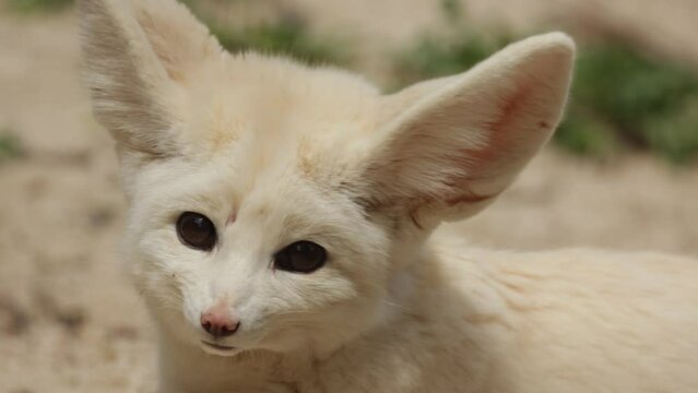 fennec, en gros plan, couch&eacute; sur le sable