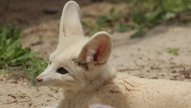 fennec, en gros plan, couch&eacute; sur le sable
