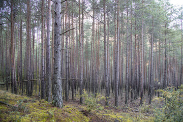 Fototapeta premium Lush forest brimming with towering trees
