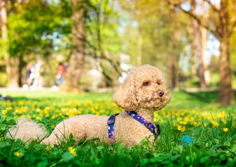 A yellow toy poodle is lying on its side on a green lawn against a park background. The dog has a leash and harness from Waudog. Lviv, April 7, 2024. The photo is horizontal and blurred.