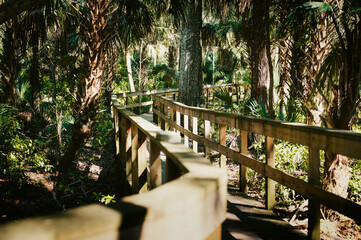 Scenic view of a forest pathway with lush trees on either side