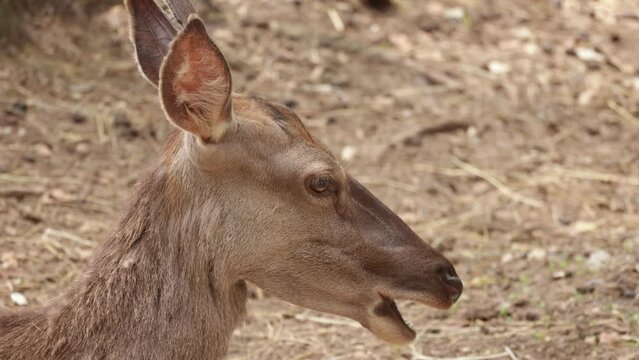 portrait d'une biche, en gros plan