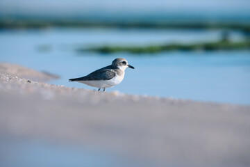 Snowy plover standing on the shore during low tide