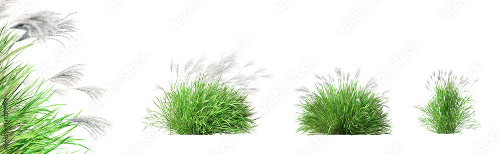 Fototapete set of miscanthus sinensis - miscantus china grass isolated on transparent background with selective