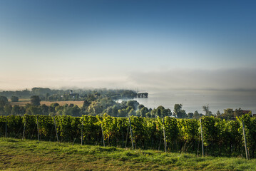 View to Lake Constance, autumn atmosphere with wafts of fog. Vineyards in the foreground. Uhldingen-Muehlhofen, Lake Constance district, Upper Swabia, Baden-Wuerttemberg, Germany
