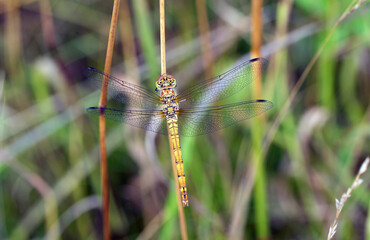 a dragonfly is perched on top of some tall grass