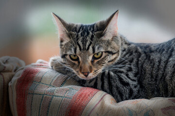 a cat is sleeping on a striped cushion next to the window