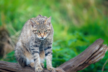 Obraz premium a cat standing on top of a log looking at the camera