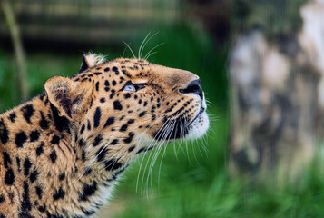 a leopard sitting in the grass next to a tree and fence