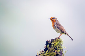 Robin Eritacus rubella with vibrant orange feathers perched on top of a tree stump