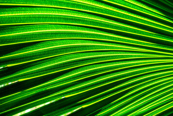 green palm leaf close up, natural bio background for flora concept and design. textured plant leaf...