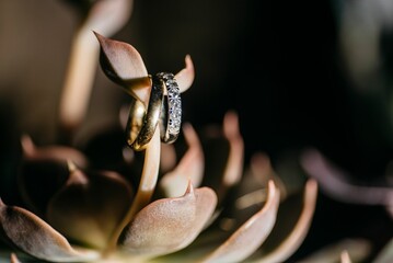 Wedding rings placed on a plant amid darkness