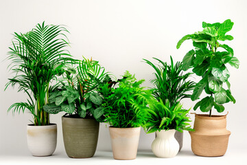 Obraz premium A beautiful arrangement of different indoor green plants in woven and ceramic pots. Home decor