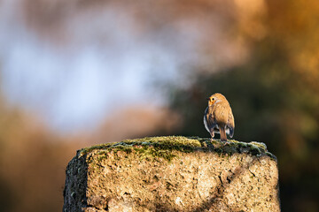 Robin (Erithacus rubecula) perched on a stone, gazing into the distance