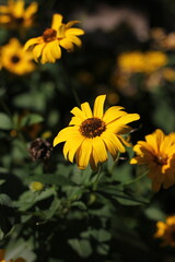 yellow flowers in the garden