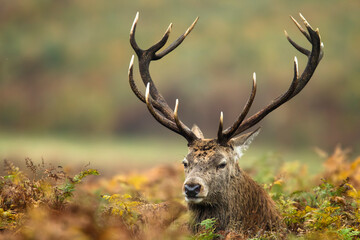 Red deer stag peering through wildflowers in the lush Bradgate Park, UK